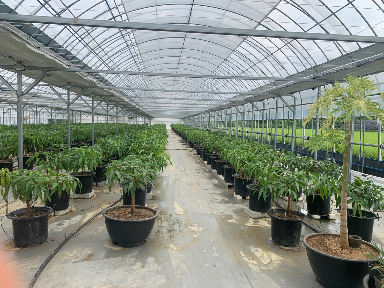 필리아가든 농장